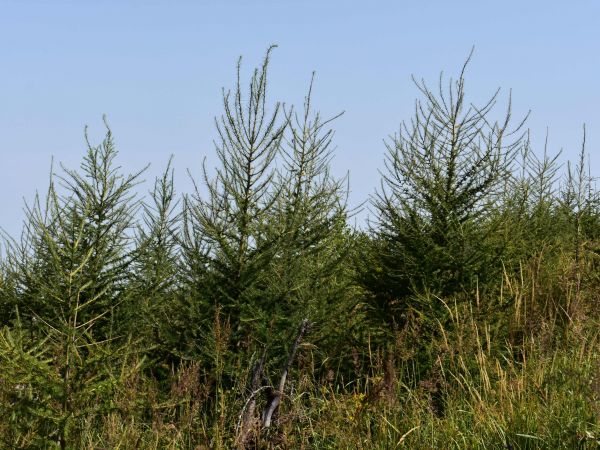 Ilustračné foto: Jozef Marko 