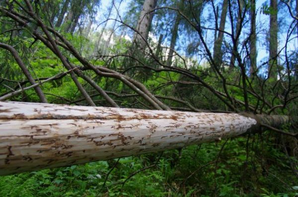 Smrek napadnutý lykožrútmi 