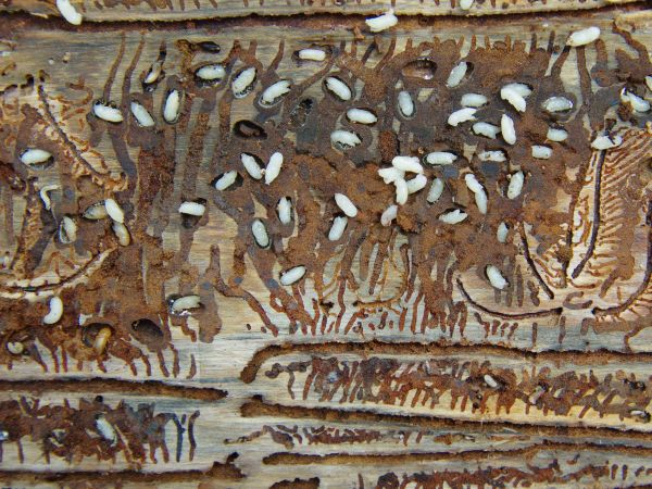 Larvy lykožrúta smrekového v napadnutom strome 