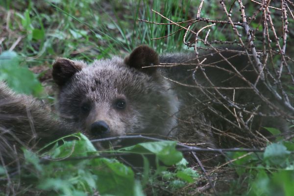 Ilustračn&eacute; foto: Ing. Pavol Lenko 