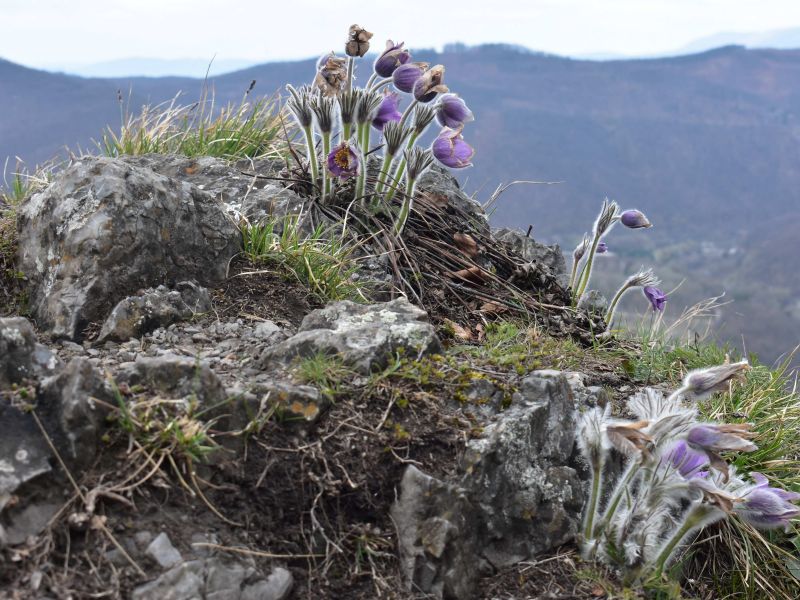 Ilustračn&eacute; foto: Jozef Marko 
