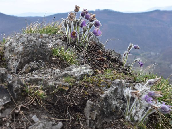 Ilustračn&eacute; foto: Jozef Marko 
