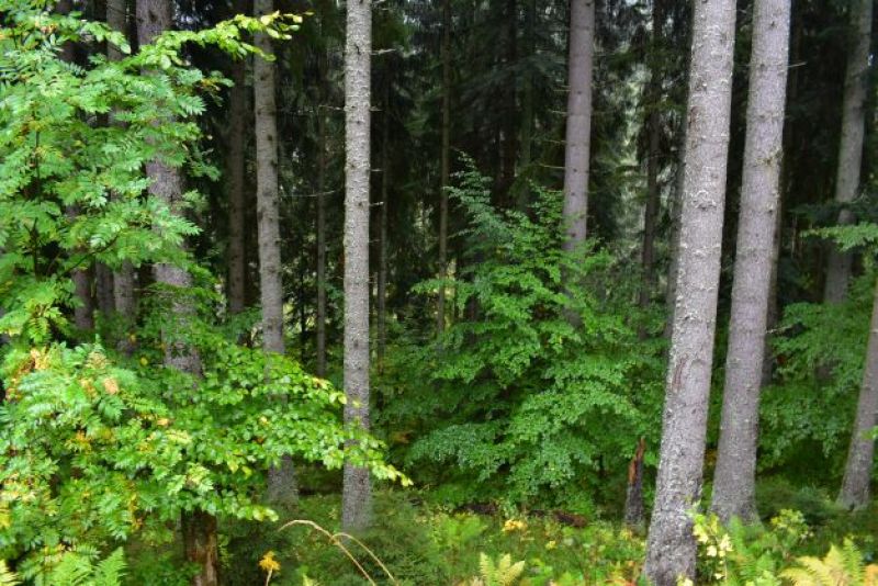 Ilustračné foto Jozef Marko