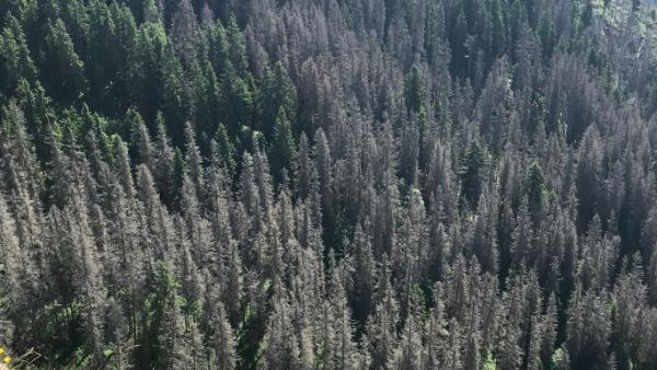 Zničen&eacute; lesy nad Bobrovcom 