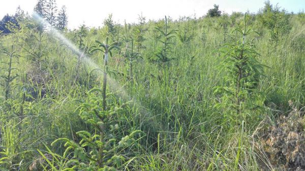 Ilustračn&eacute; foto &Uacute;NIA region&aacute;lnych združen&iacute; vlastn&iacute;kov ne&scaron;t&aacute;tnych lesov Slovenska