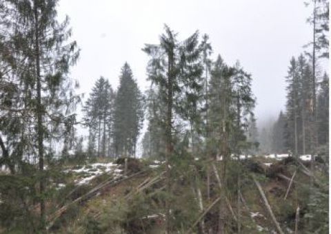 Štátne lesy TANAP-u opäť rátajú škody