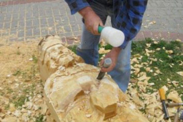 Po kalamite drevo op&auml;ť ož&iacute;va