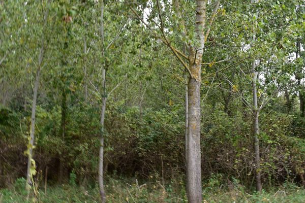 Ilustračn&eacute; foto: Jozef Marko 