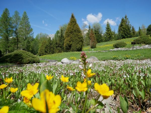 Rozkvitnut&aacute; m&aacute;jov&aacute; botanick&aacute; z&aacute;hrada v TANAP-e 