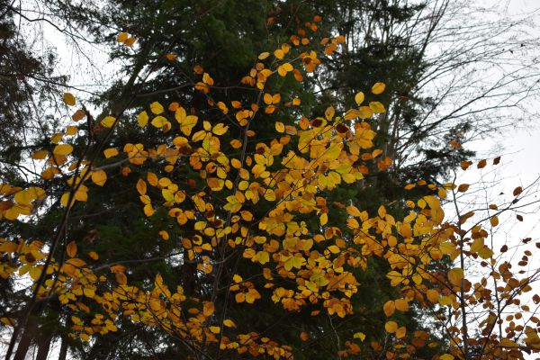 Ilustračn&eacute; foto Jozef Marko