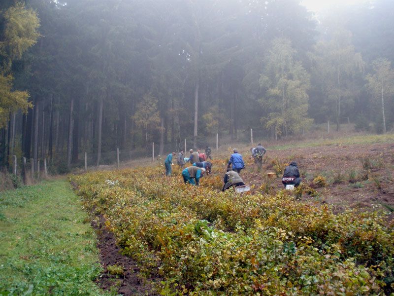 Ilustračné foto: Internetová stránka Lesy ČR s. p. 