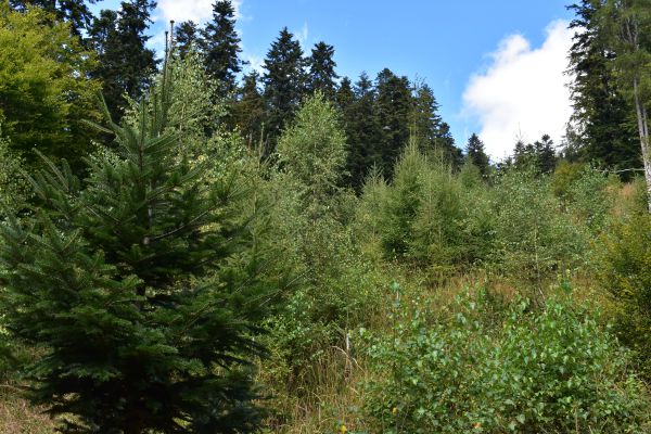 Ilustračn&eacute; foto Jozef Marko