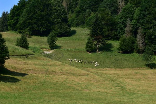 Ilustračné foto: Jozef Marko 