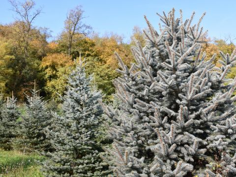 Zdroj: FB stránka LESY SR š. p. 