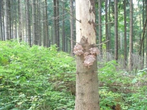 Podpňovka na smreku 