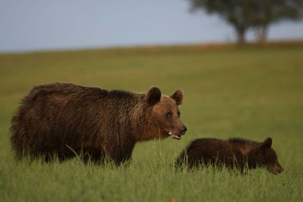 Ilustračn&eacute; foto: Ing. Pavol Lenko 