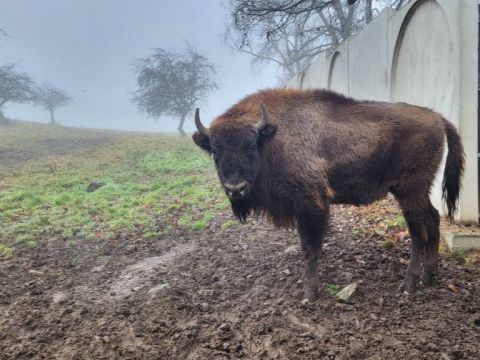 Zubria samica Oxabina z Rakúska 