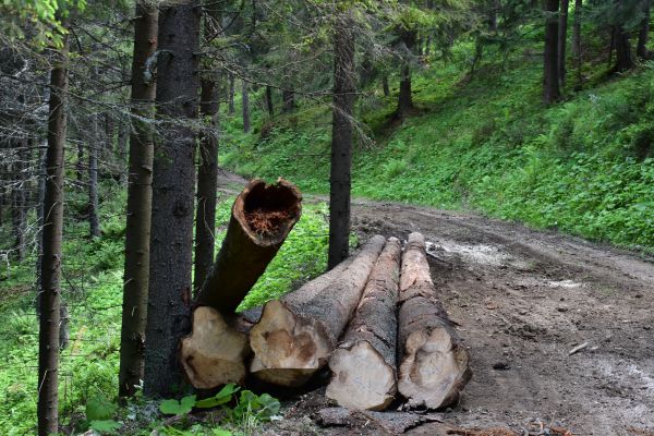 Ilustračn&eacute; foto Jozef Marko