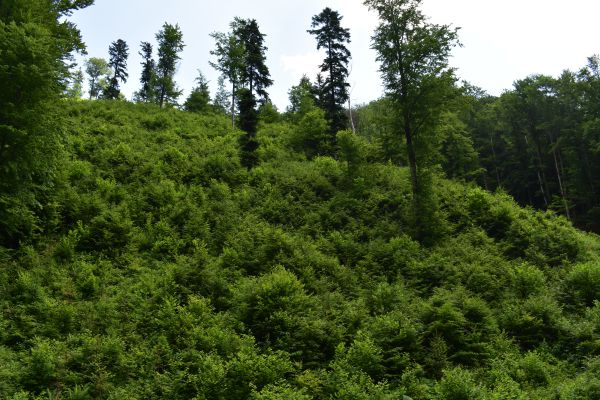 Ilustračn&eacute; foto porastov z Mestsk&yacute;ch lesov Bansk&aacute; Bystrica