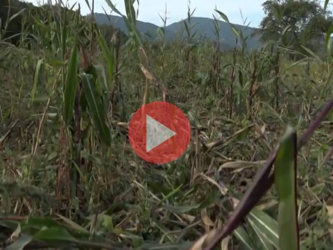 Záber z reportáže TV JOJ na úrodu kukurice zničenú zverou 