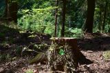 Obnova lesa: Na mieste vyrezaného smreka rastie mladý buk  