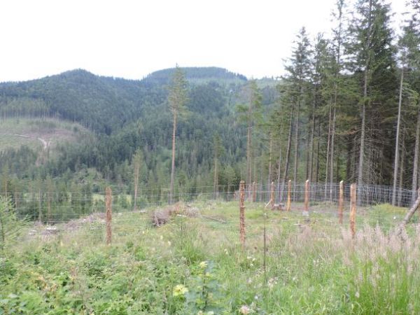 Ochranné oplôtky, využívané lesníkmi pred škodami spôsobenými zverou 