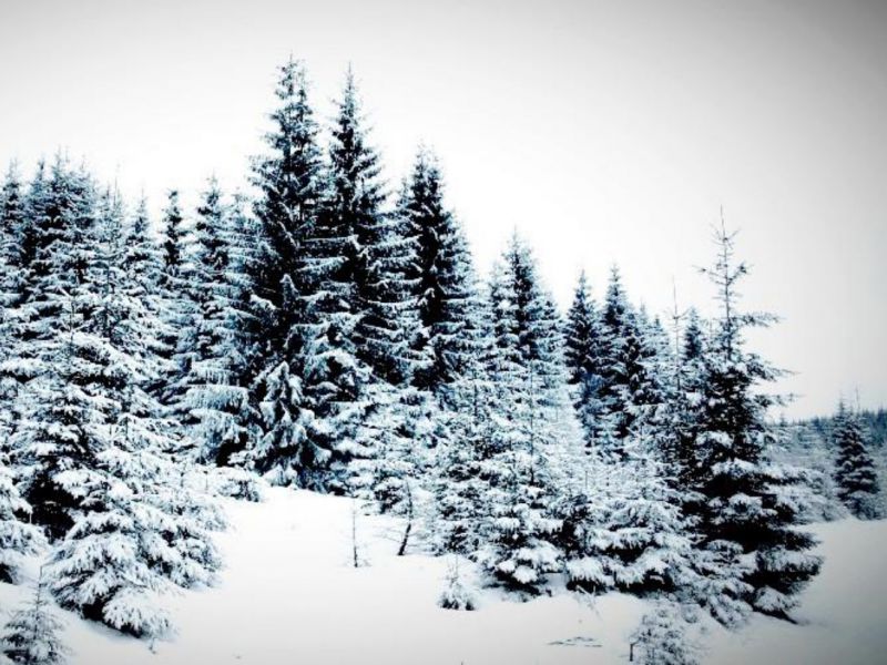 Rozsah chránených území a les