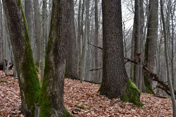 Ilustračné foto: Jozef Marko 