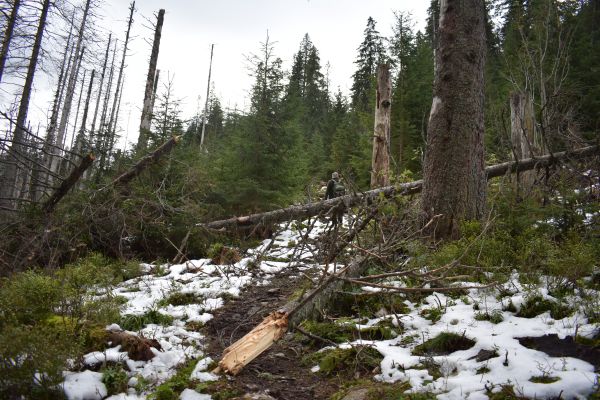 Vývraty a zlomy veternej kalamity na turistickom chodníku 