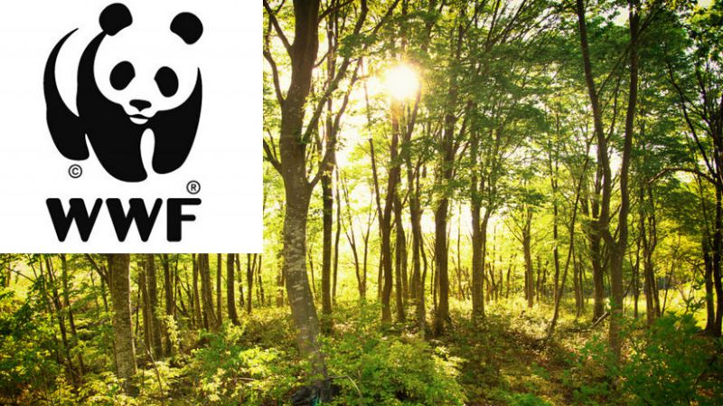 Reakcia WWF na výzvu Gemerského regionálneho združenia vlastníkov neštátnych lesov