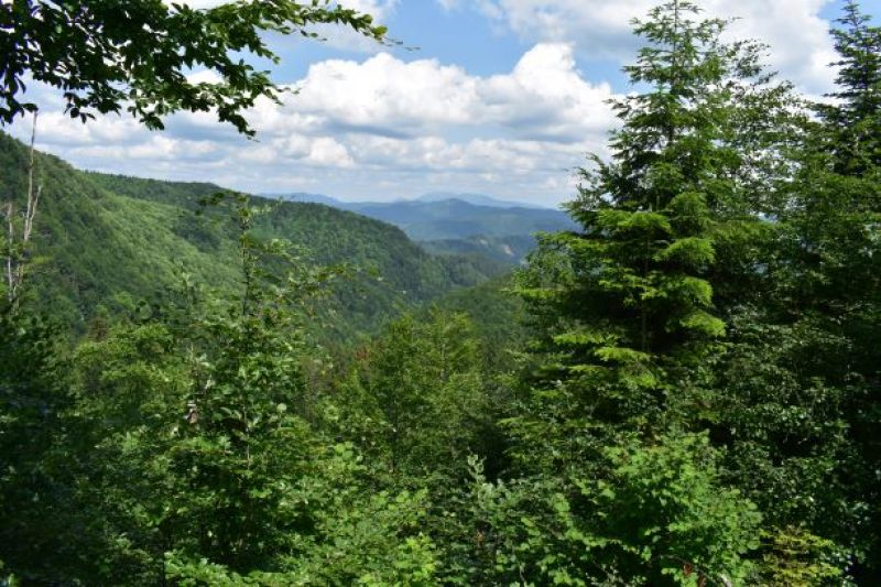 Komplexy lesných porastov v Mestských lesoch Banská Bystrica