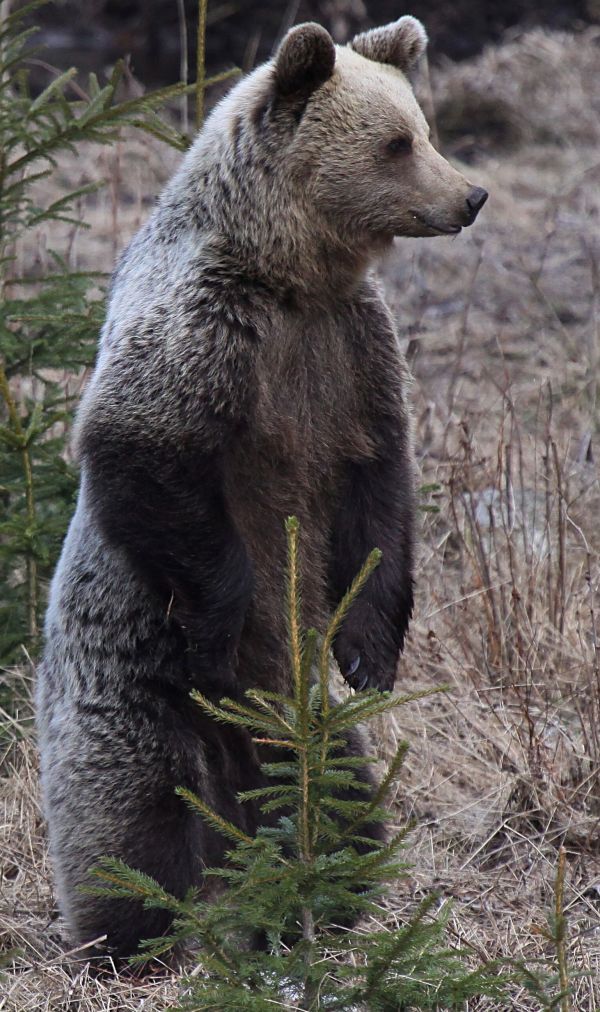 Ilustračné foto: Ing. Pavol Lenko 