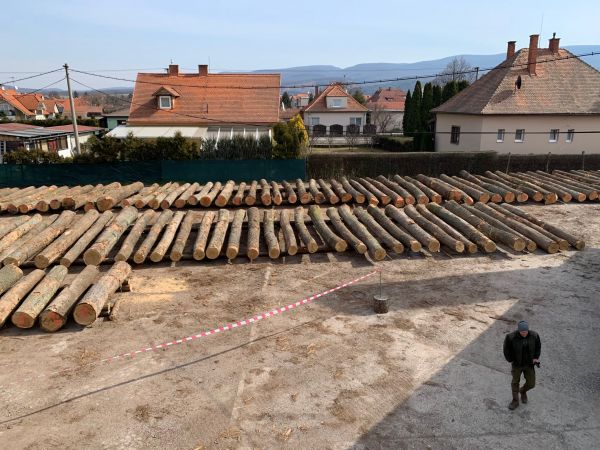 Drevo pripraven&eacute; na verejn&uacute; dražbu 