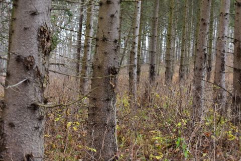 Škody na lesných porastoch spôsobené zverou sú veľkým problémom aj na Slovensku 