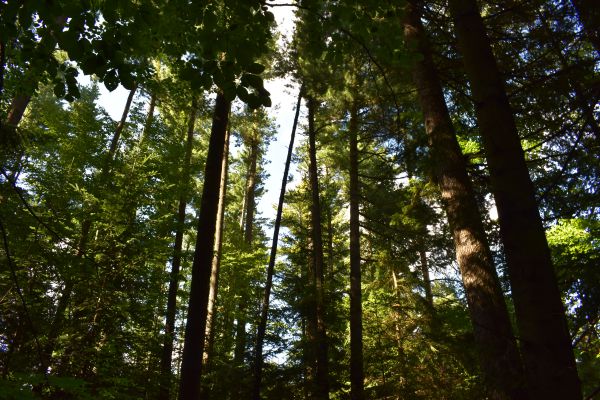 Ilustračn&eacute; foto Jozef Marko