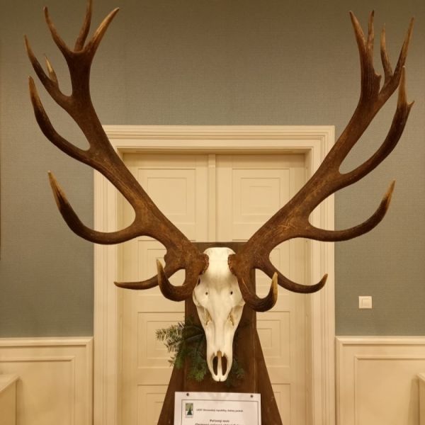 Nov&aacute; rekordn&aacute; jelenia trofej z CHPO Poľana 
