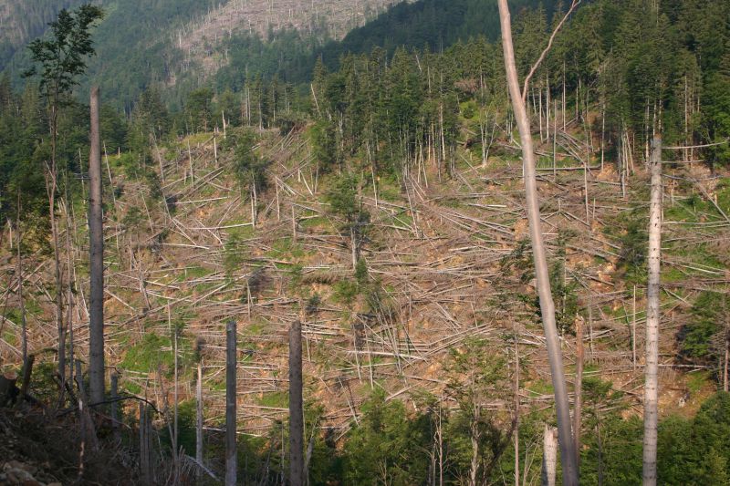 Vetrová kalamita v Nízkych Tatrách