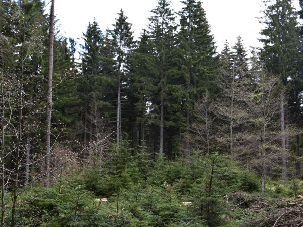 Ilustračné foto: Jozef Marko 