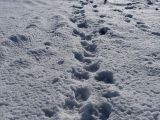 Vlčie stopy v snehu na Gemeri 