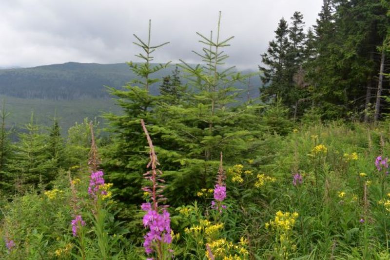 Ilustračné foto Jozef Marko