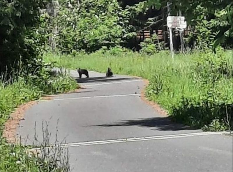 Ilustračné foto: FB stránka Medvede na Slovensku 