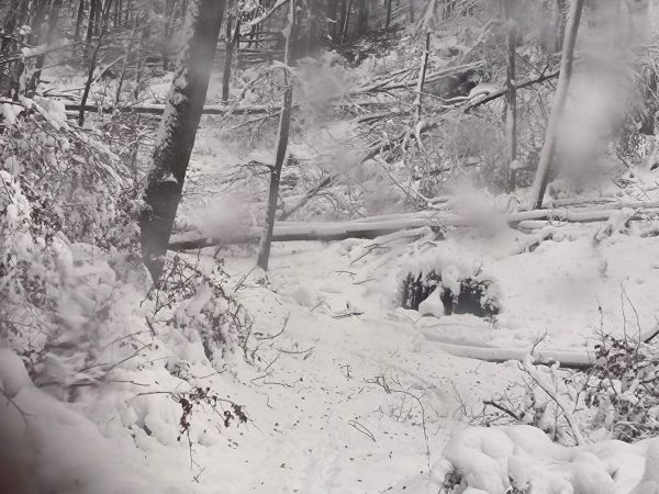 Zdroj: FB stránka Mestské lesy Košice, a.s. 