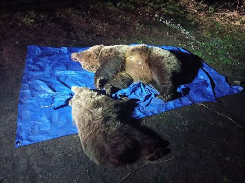 Usmrtené medvede vo Vysokých Tatrách 