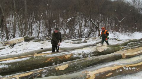 Ťažba dreva v porastoch Lesopoľnohospodárskeho majetku Ulič