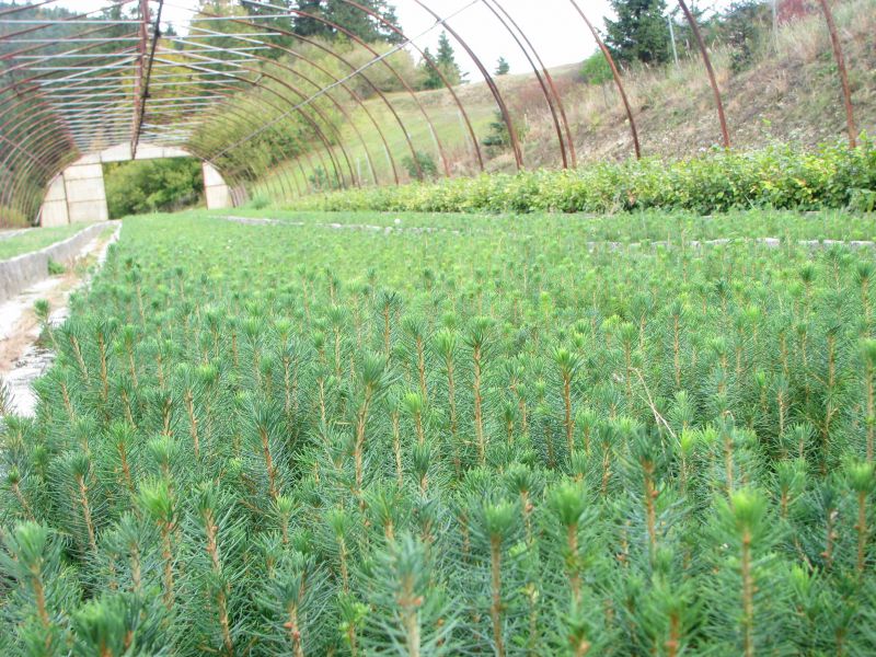 Rekordná výsadba v Nízkych Tatrách