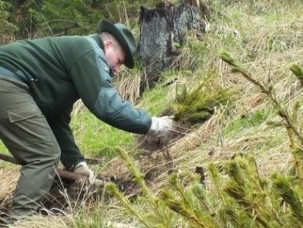 Zdroj: FB str&aacute;nka LESY SR &scaron;. p. 