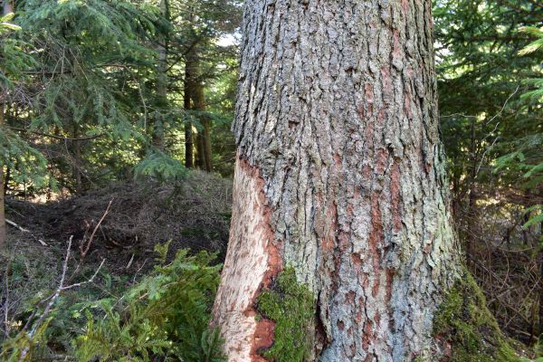 Jedľa ohryzen&aacute; bobrom, ktor&aacute; postupne vyschne a lesn&iacute;ci ju bud&uacute; musieť vyrezať 