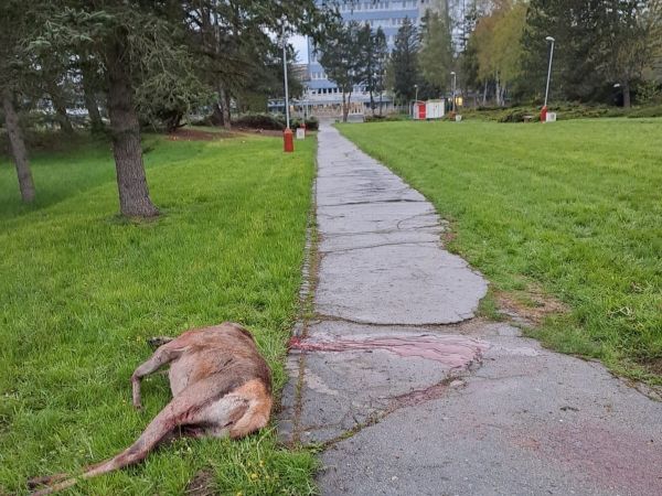 Foto: FB profil Romana Malatinca