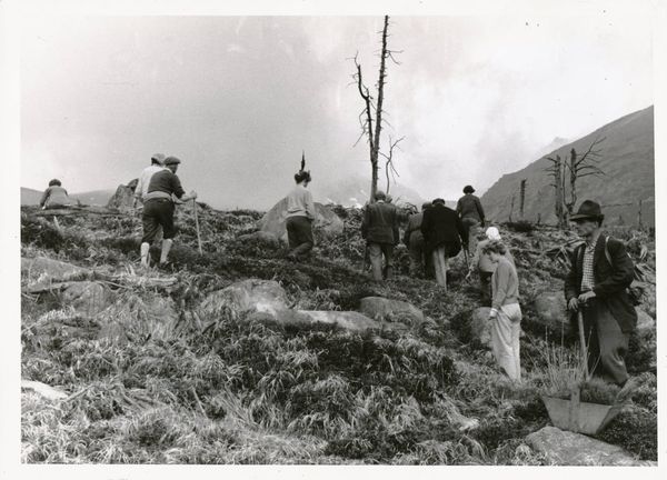 Zalesňovanie hornej hranice lesa vo Vysok&yacute;ch Tatr&aacute;ch