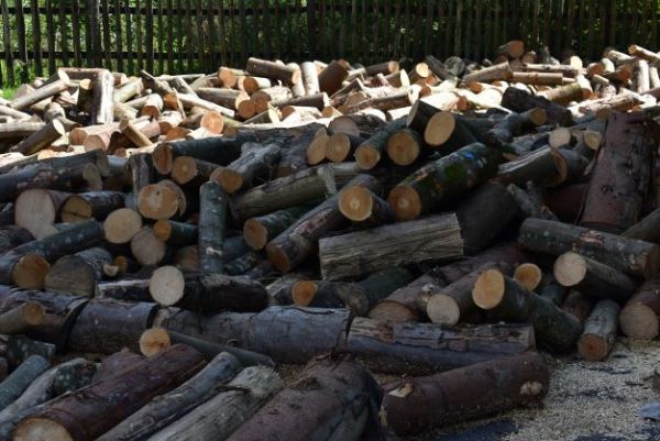 Palivov&eacute; drevo na ilustračnej fotografi Jozefa Marka 